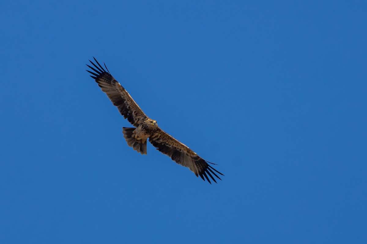 白肩鵰 - ML646437765