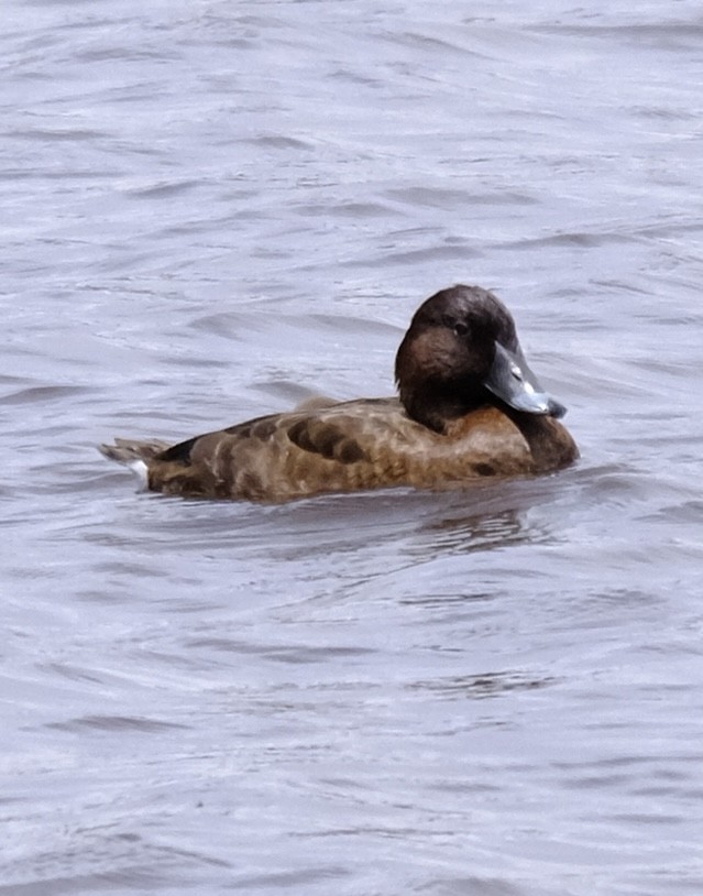 Tasmanmoorente - ML646437766