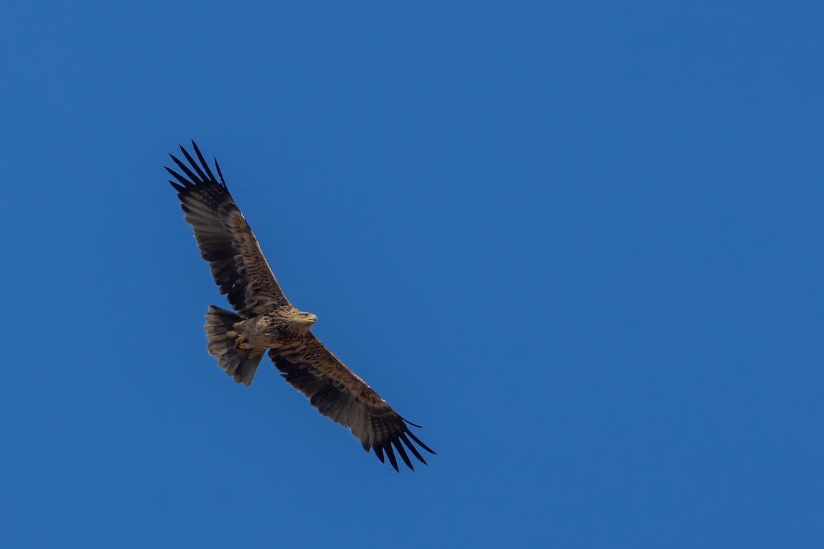 白肩鵰 - ML646437769