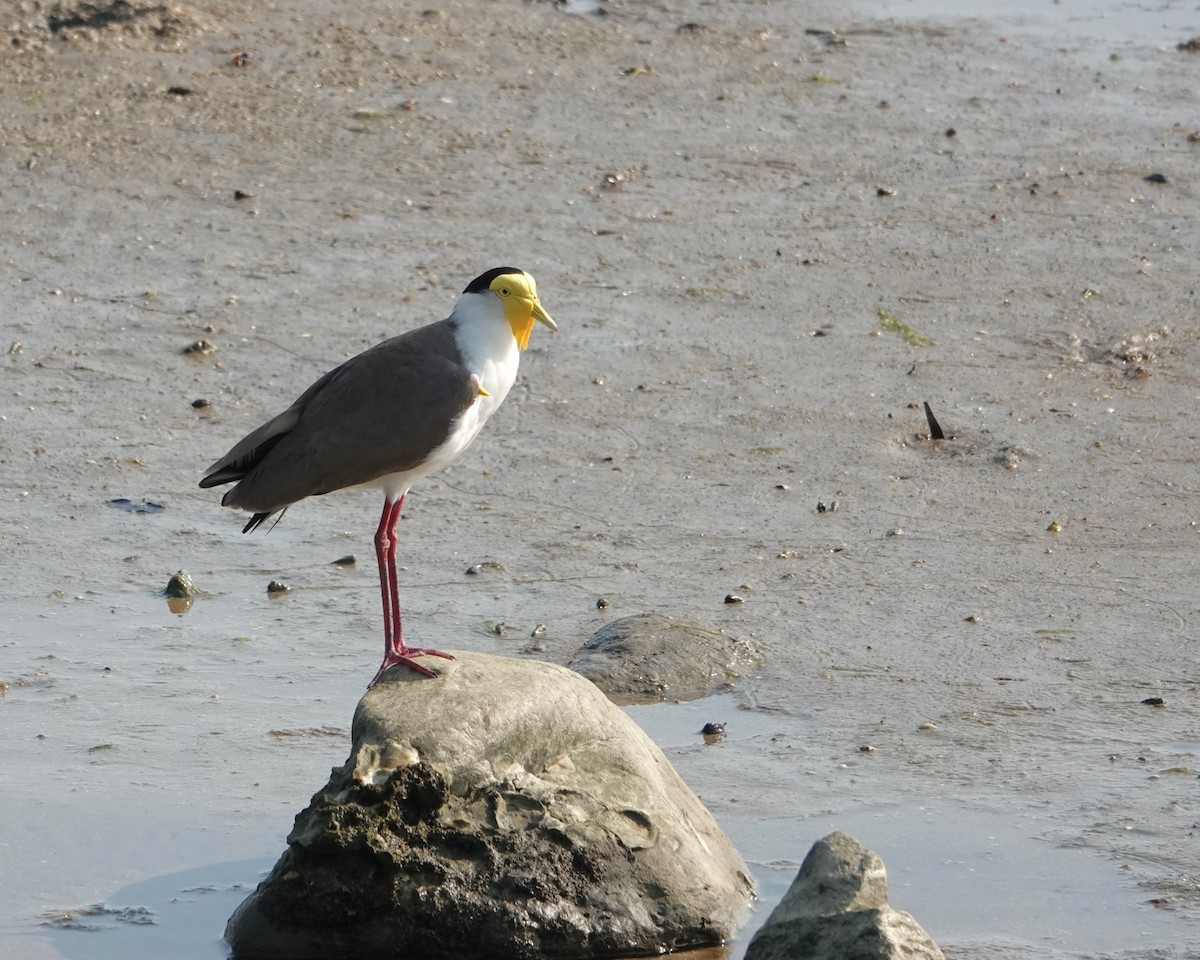 Avefría Militar - ML646437771