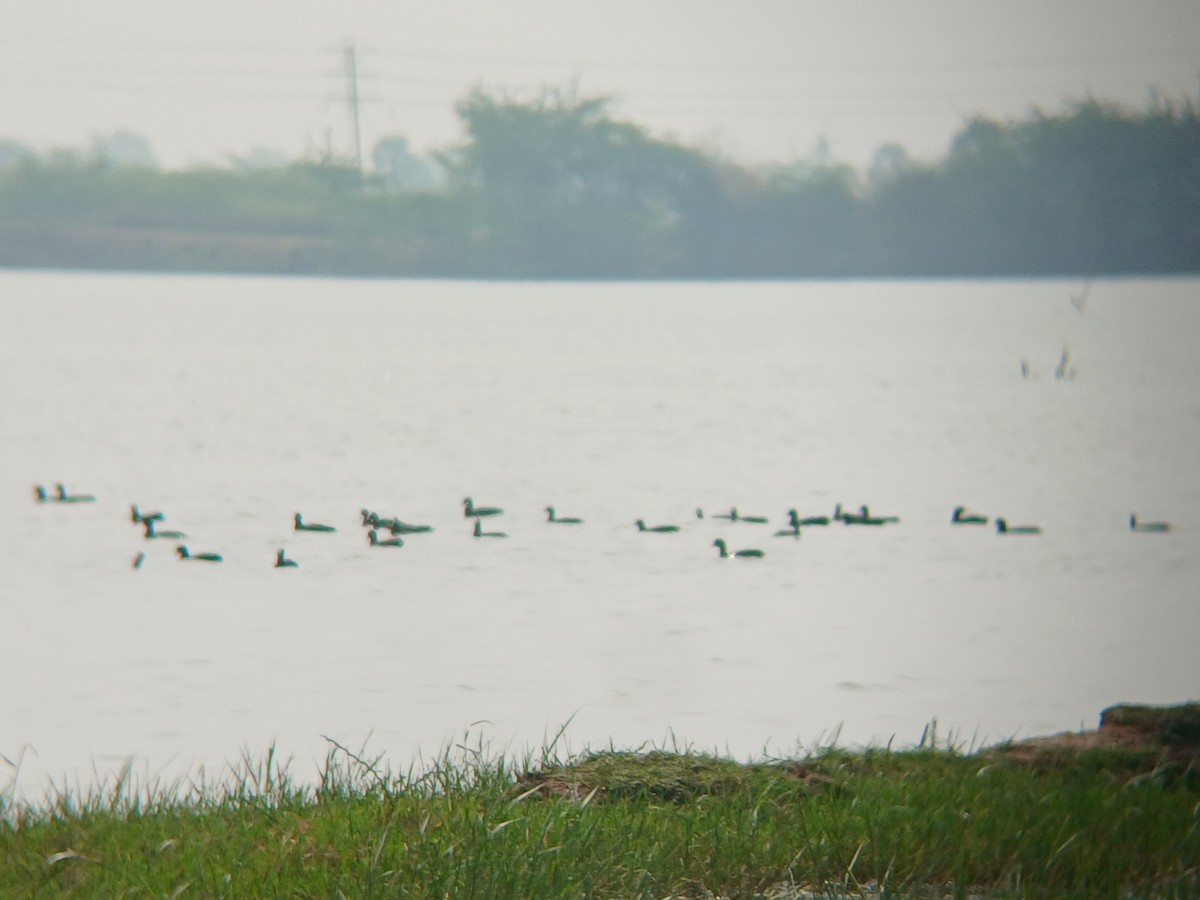 Eurasian Coot - ML646437772