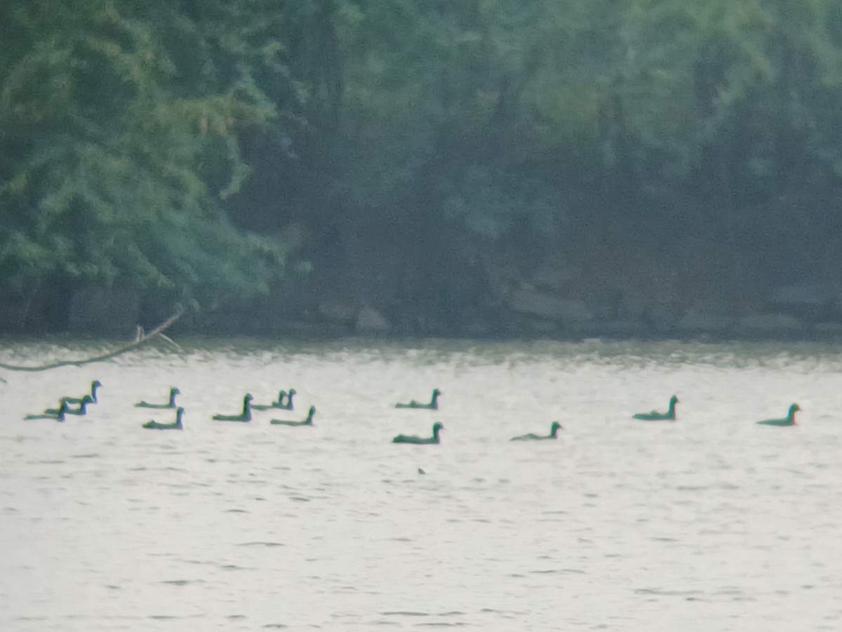 Eurasian Coot - ML646437773