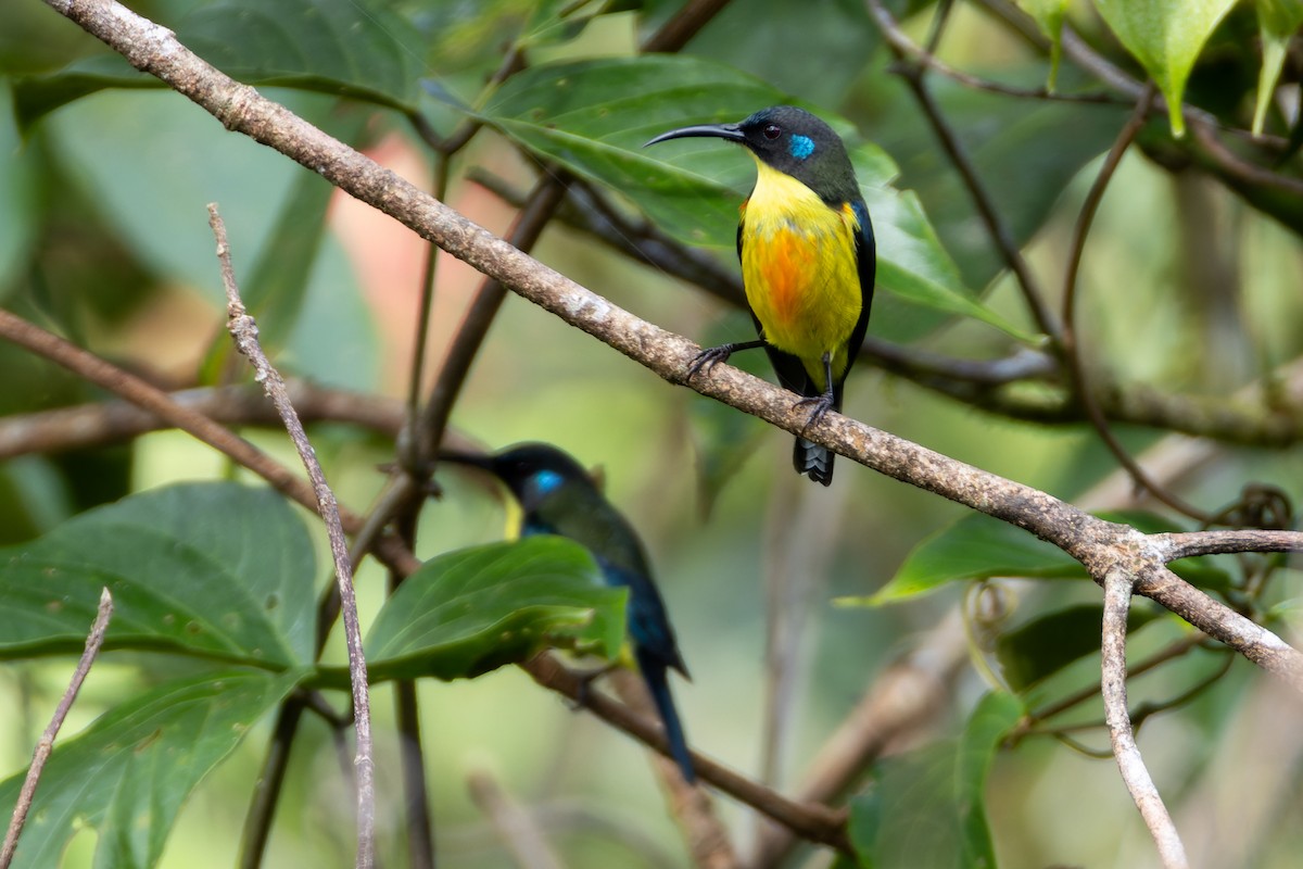 Lina's Sunbird - ML646437774