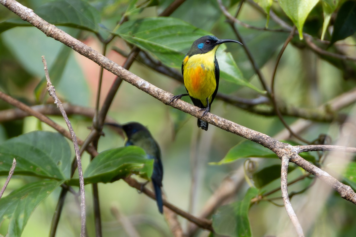 Lina's Sunbird - ML646437775