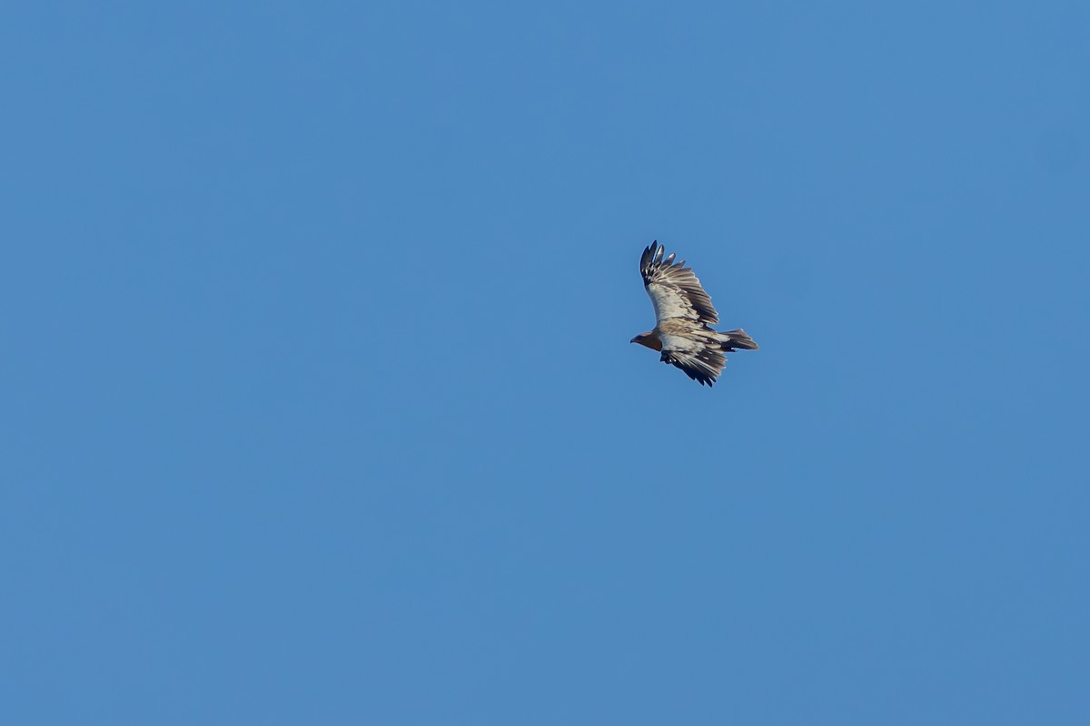 花鵰 - ML646437779