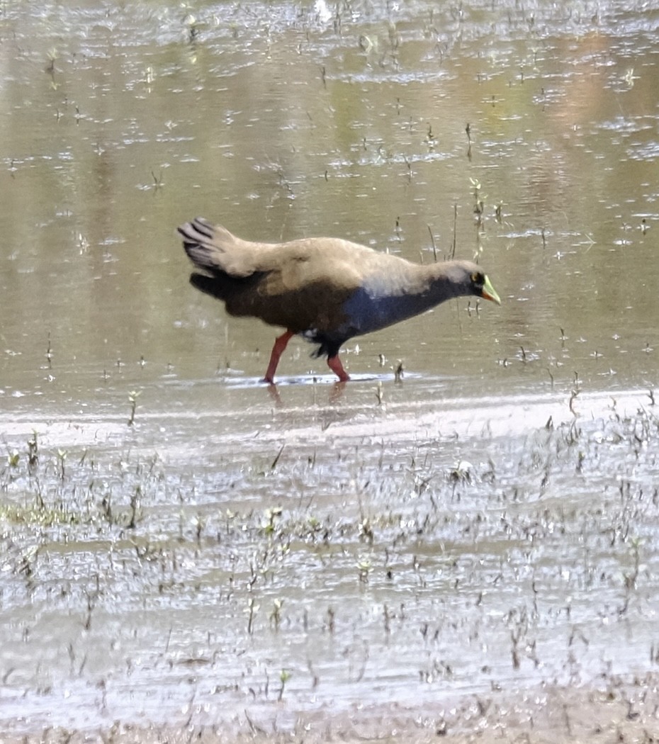 Black-tailed Nativehen - ML646437780