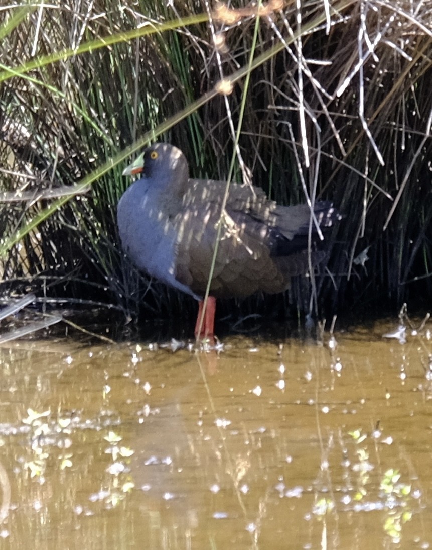Black-tailed Nativehen - ML646437781
