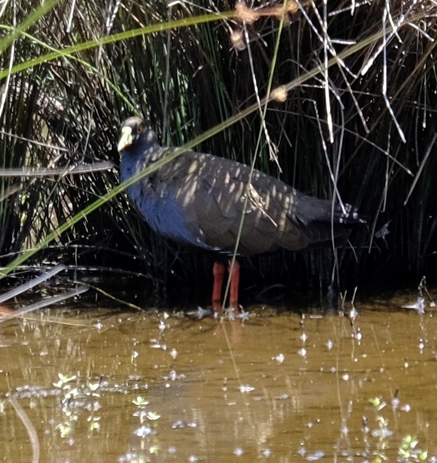 Black-tailed Nativehen - ML646437782