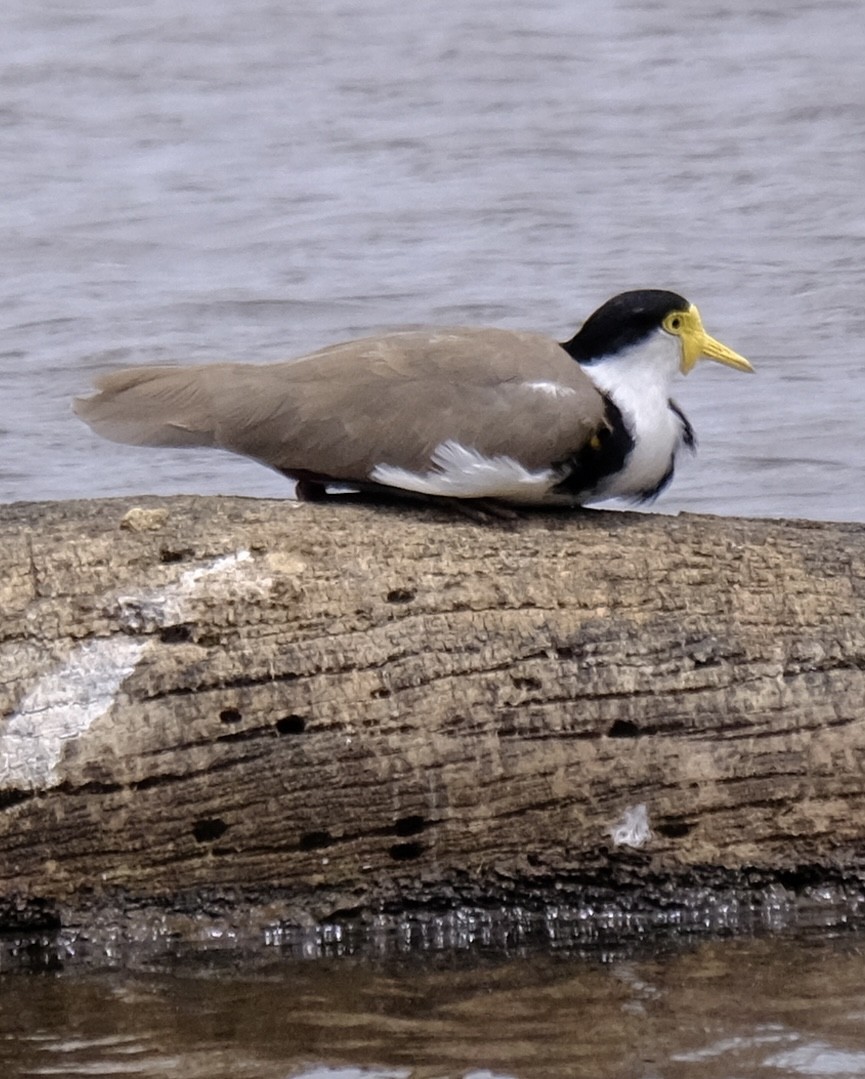 Avefría Militar - ML646437784