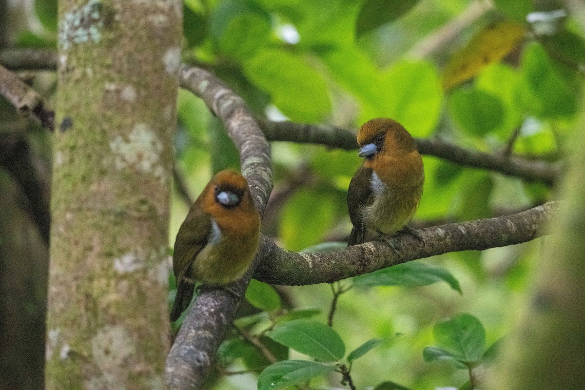 Prong-billed Barbet - ML646437785