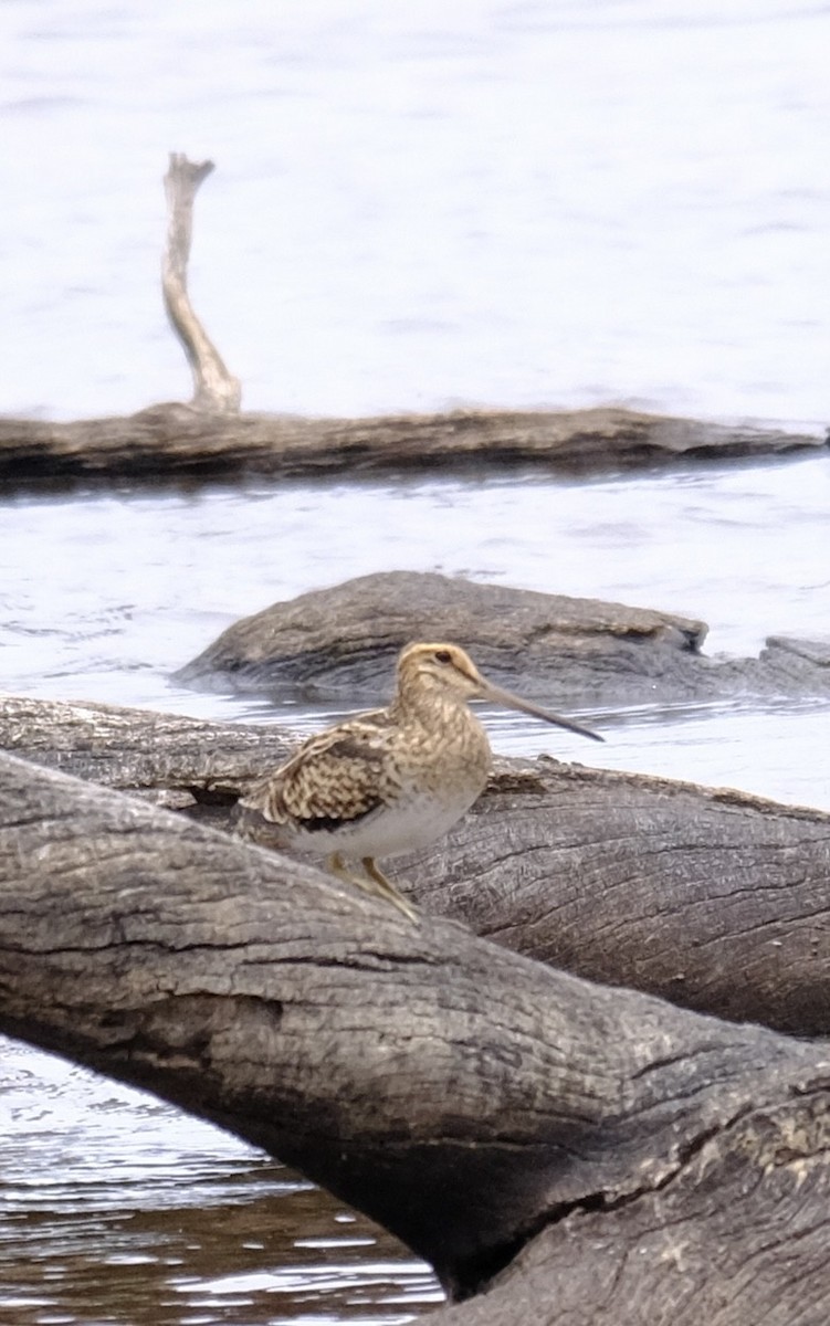 Latham's Snipe - ML646437786