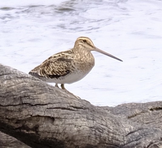 Latham's Snipe - ML646437787