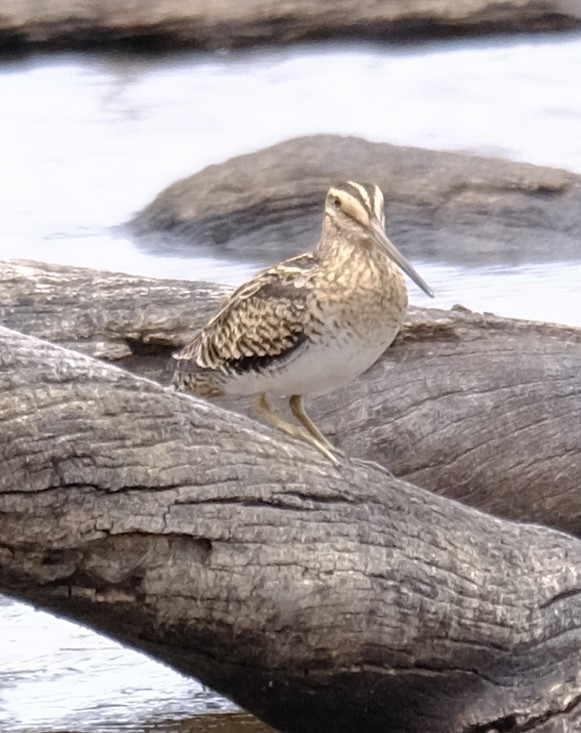 Latham's Snipe - ML646437788