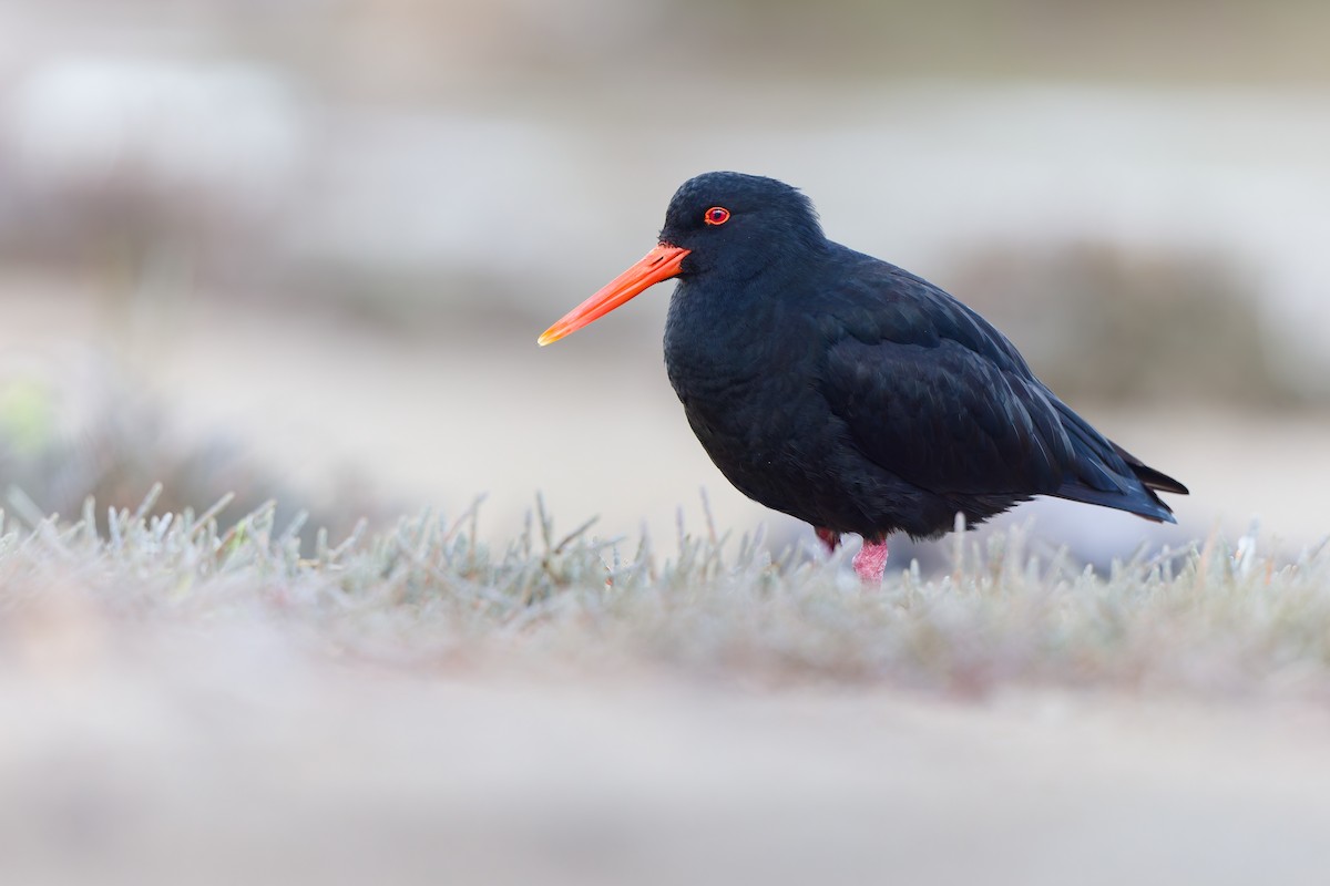 Variable Oystercatcher - ML646437789