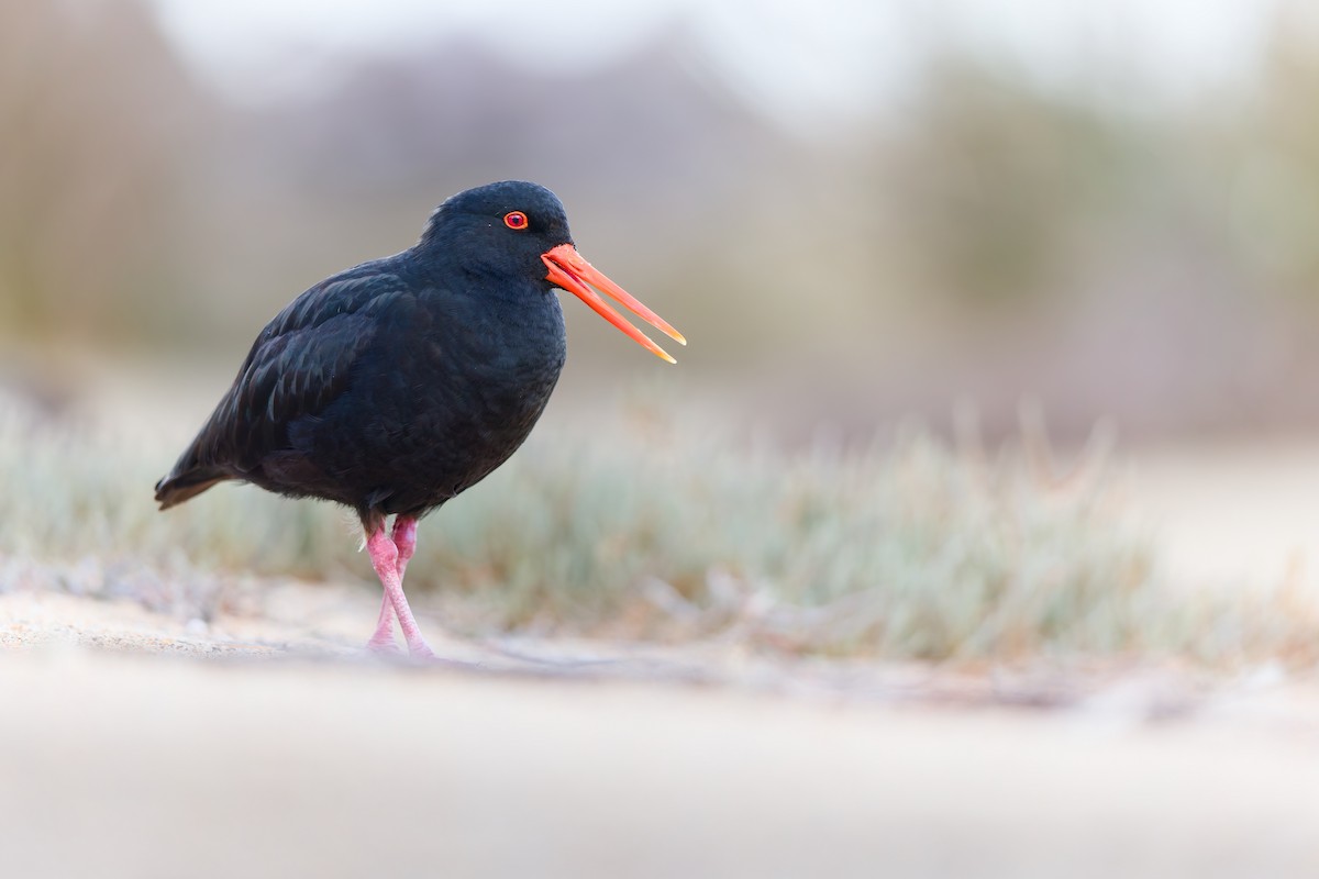 Variable Oystercatcher - ML646437790