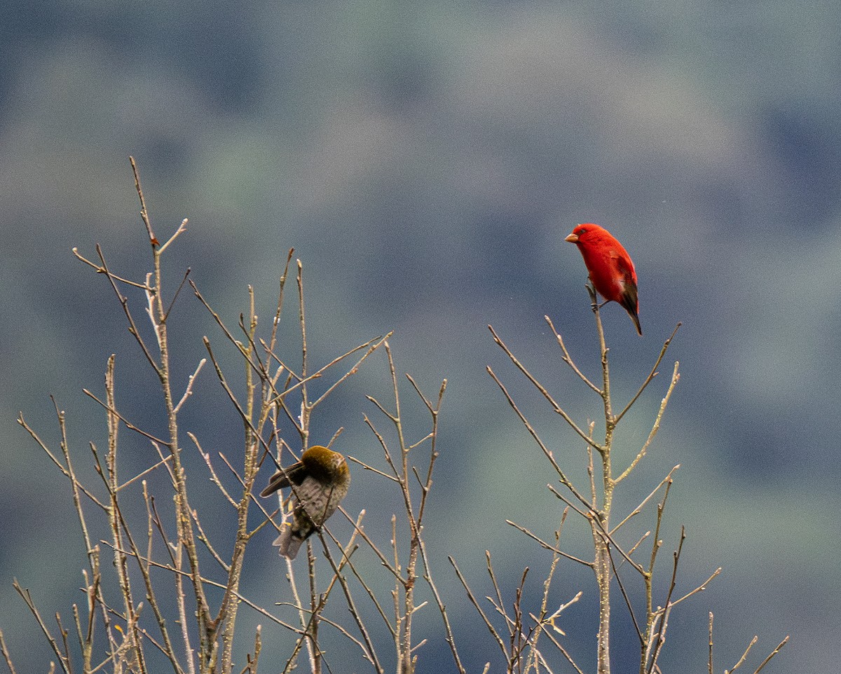 hýl šarlatový - ML646437791