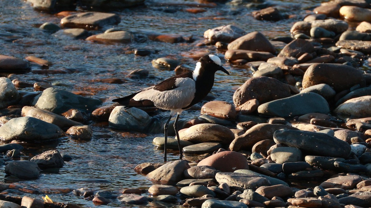 Blacksmith Lapwing - ML646437792