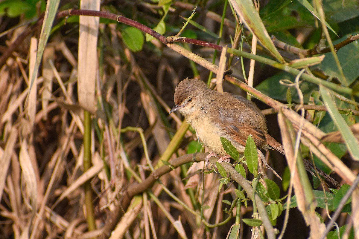 Cangıl Prinyası - ML646437795