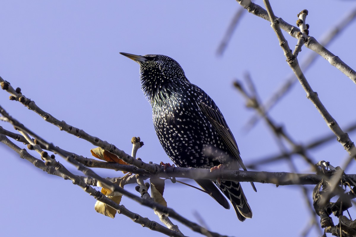 歐洲椋鳥 - ML646437797