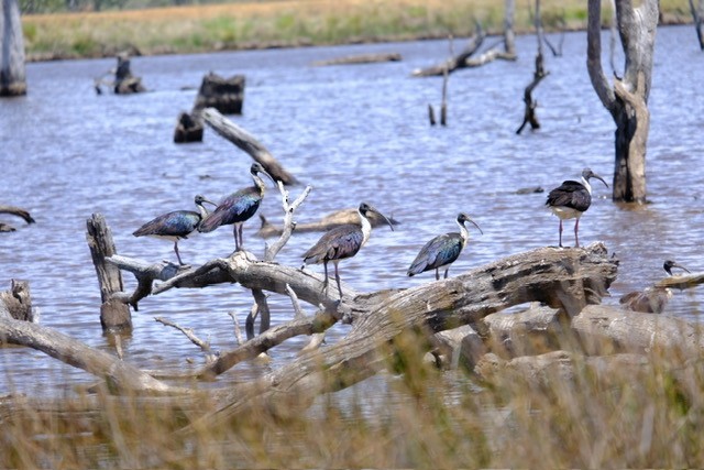 Straw-necked Ibis - ML646437799