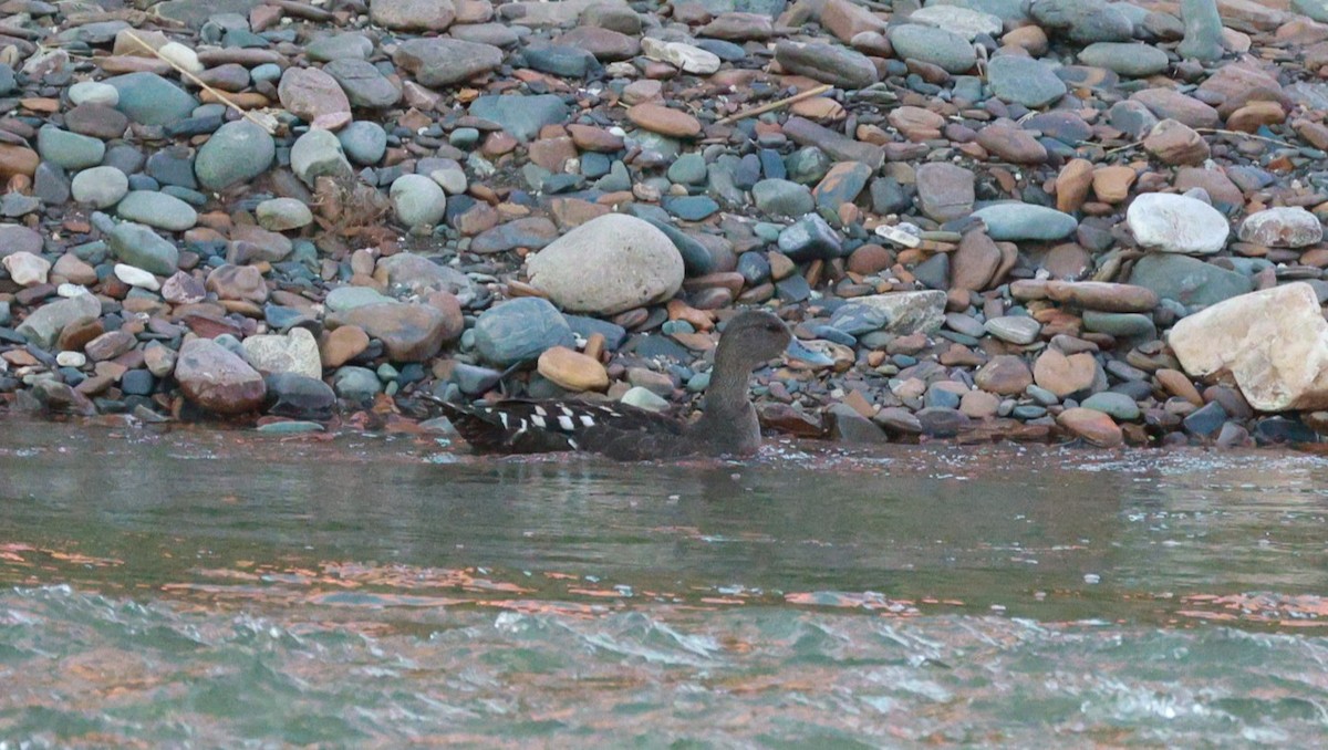 African Black Duck - ML646437801