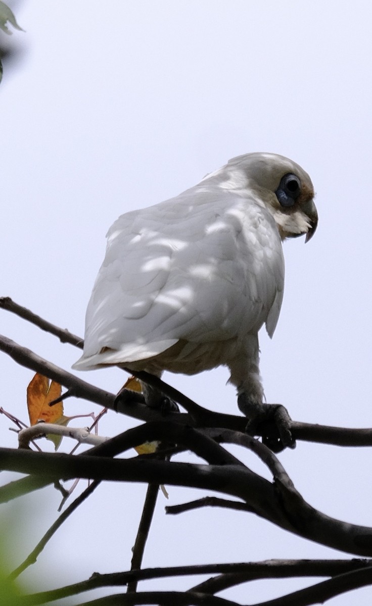 Little Corella - ML646437802