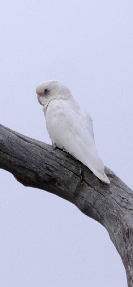 Little Corella - ML646437803
