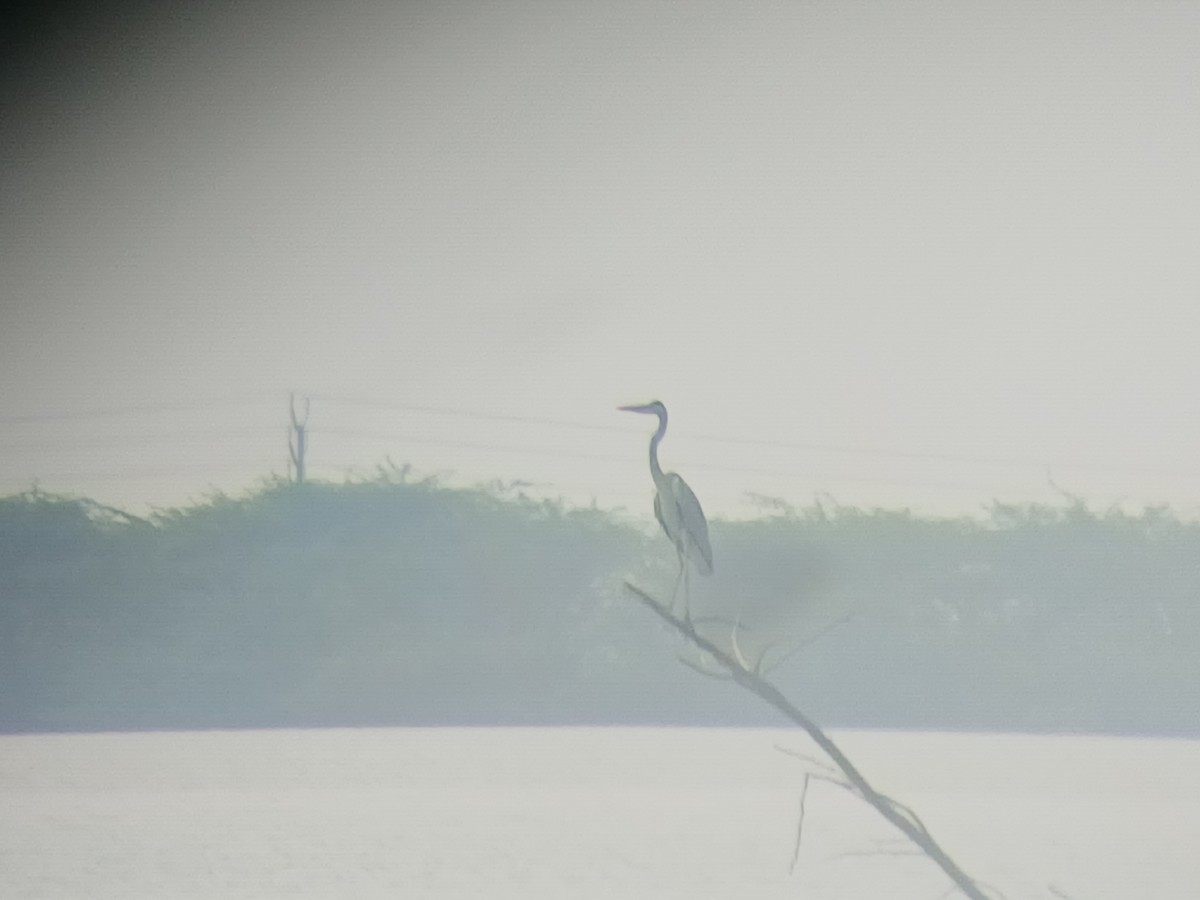 Gray Heron - ML646437804