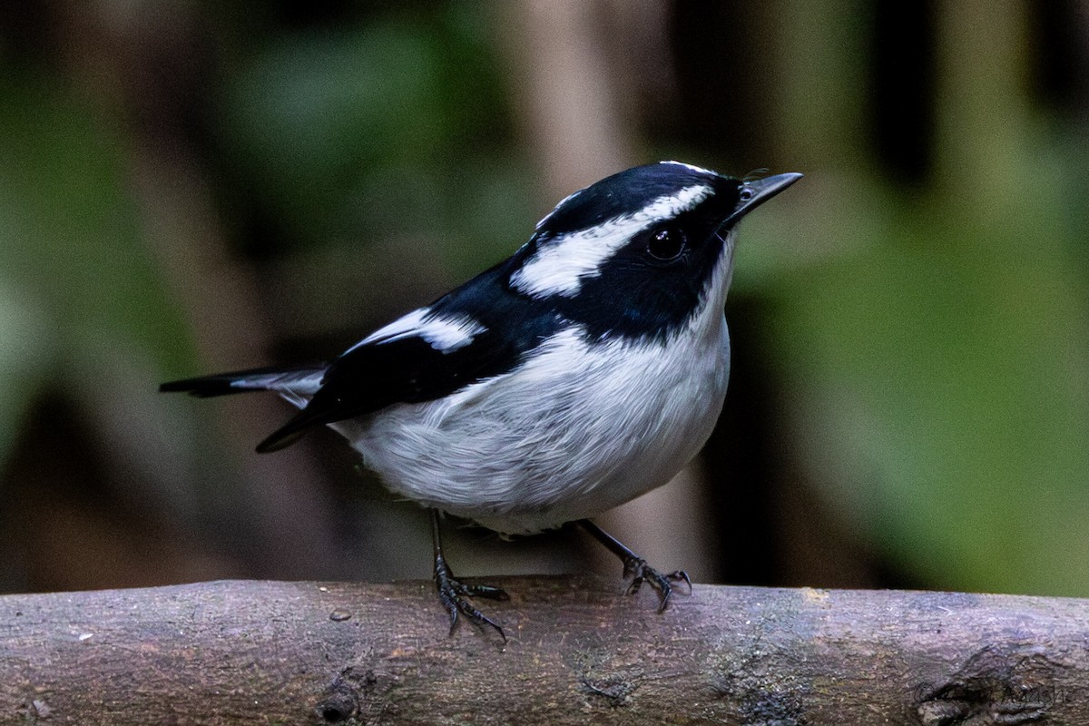 Elsterschnäpper - ML646437807