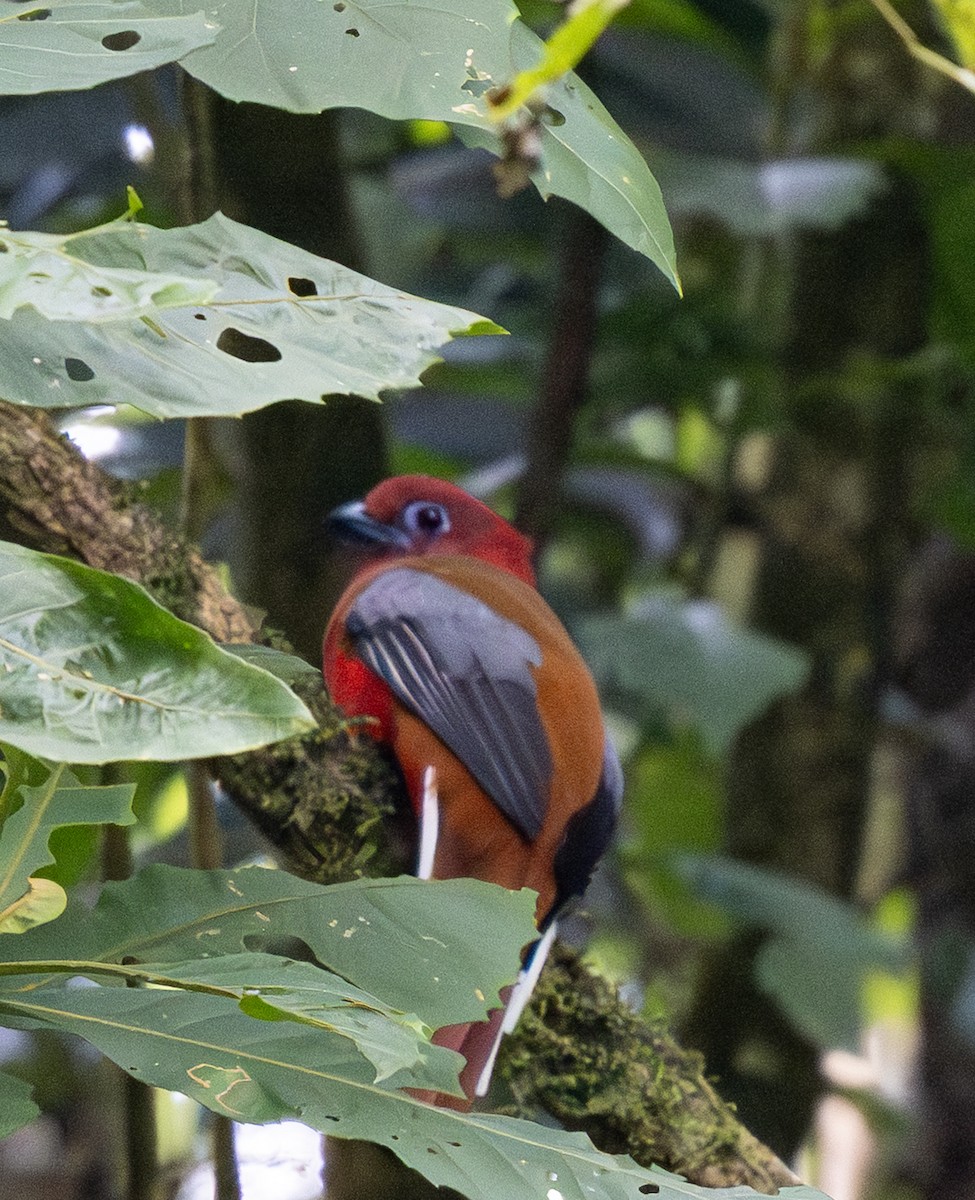 Red-headed Trogon - ML646437808