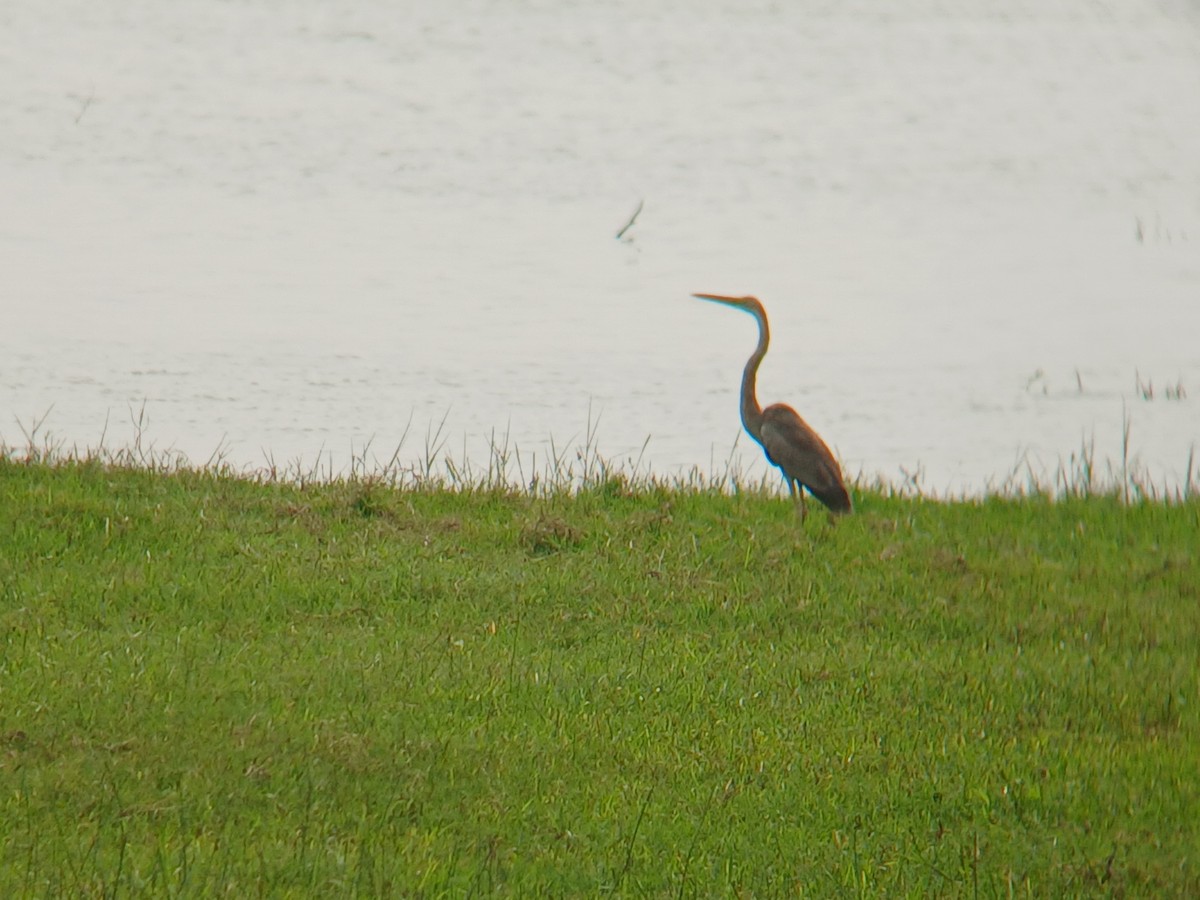 Purple Heron - ML646437809
