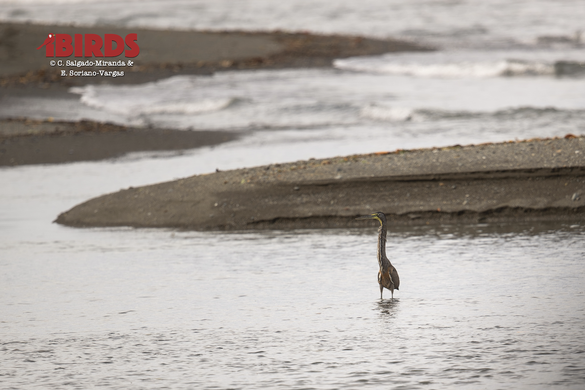 Bare-throated Tiger-Heron - ML646437810