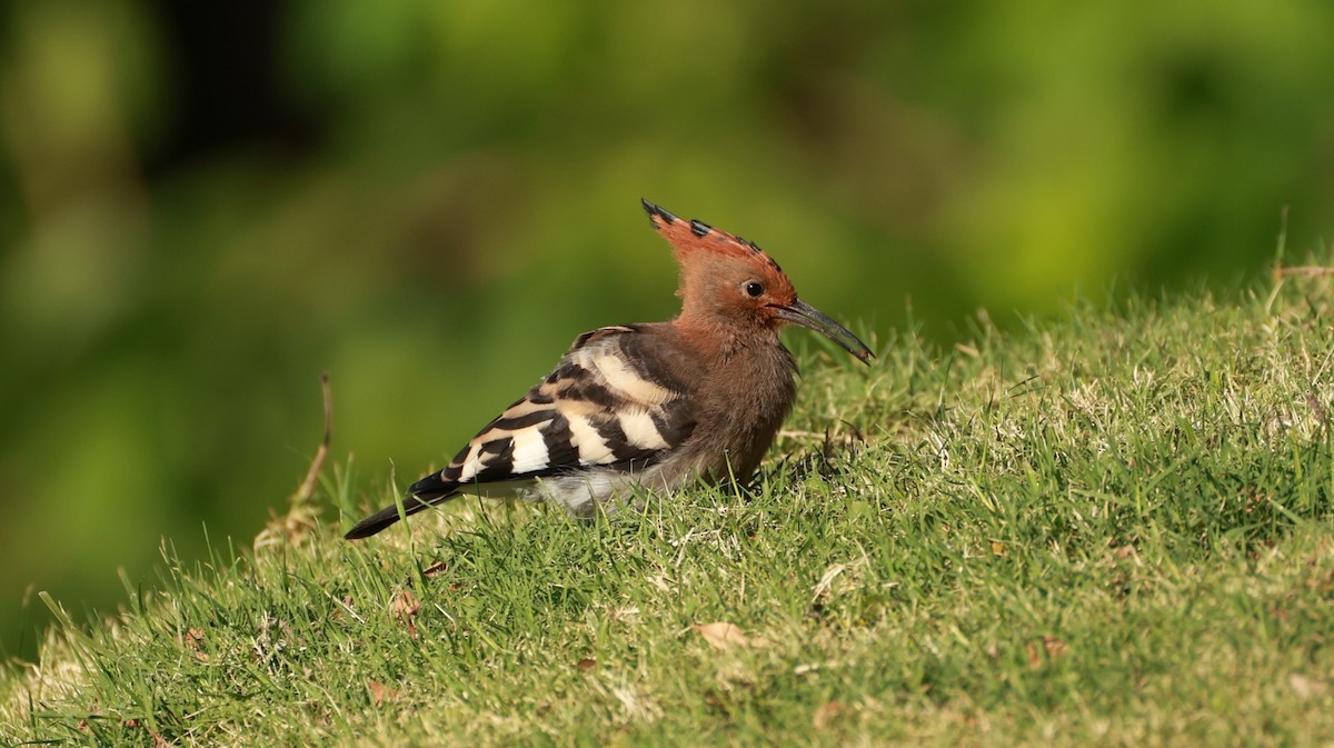 戴勝(africana) - ML646437811