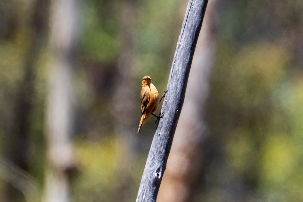 Rufous Treecreeper - ML646437815