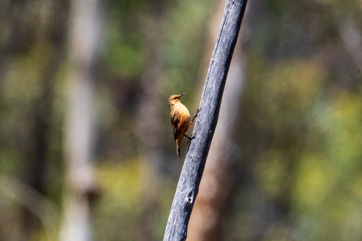 Rufous Treecreeper - ML646437816