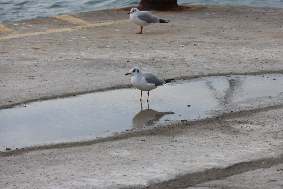 Black-headed Gull - ML646437817
