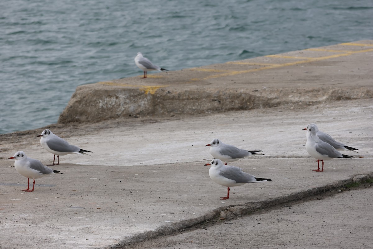Black-headed Gull - ML646437818