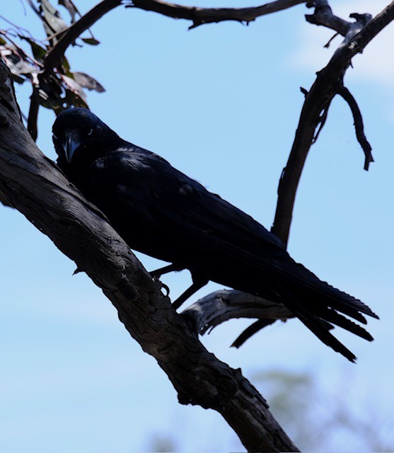Australian Raven - ML646437822