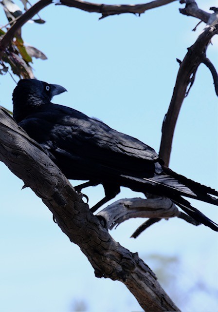 Australian Raven - ML646437823