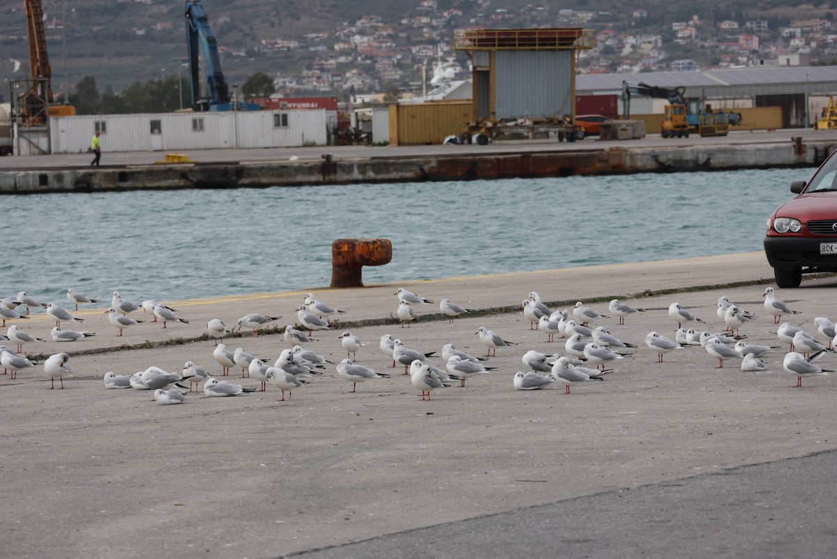 Black-headed Gull - ML646437826