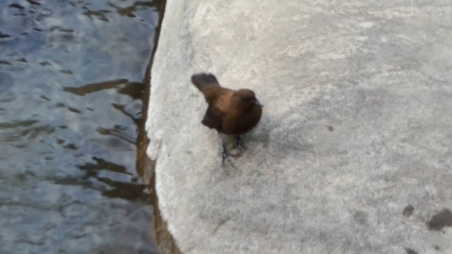 Brown Dipper - ML646437828