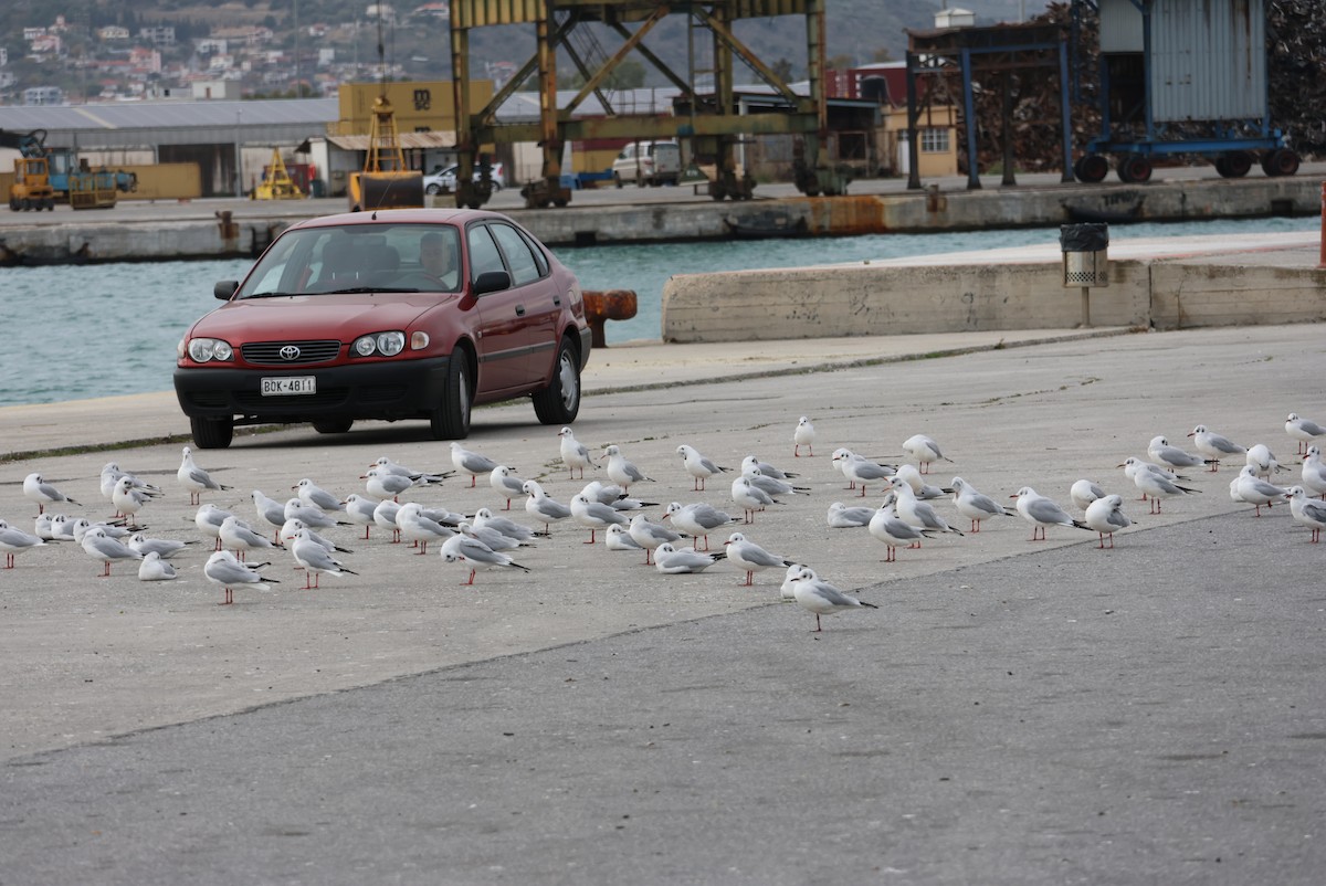 Black-headed Gull - ML646437829