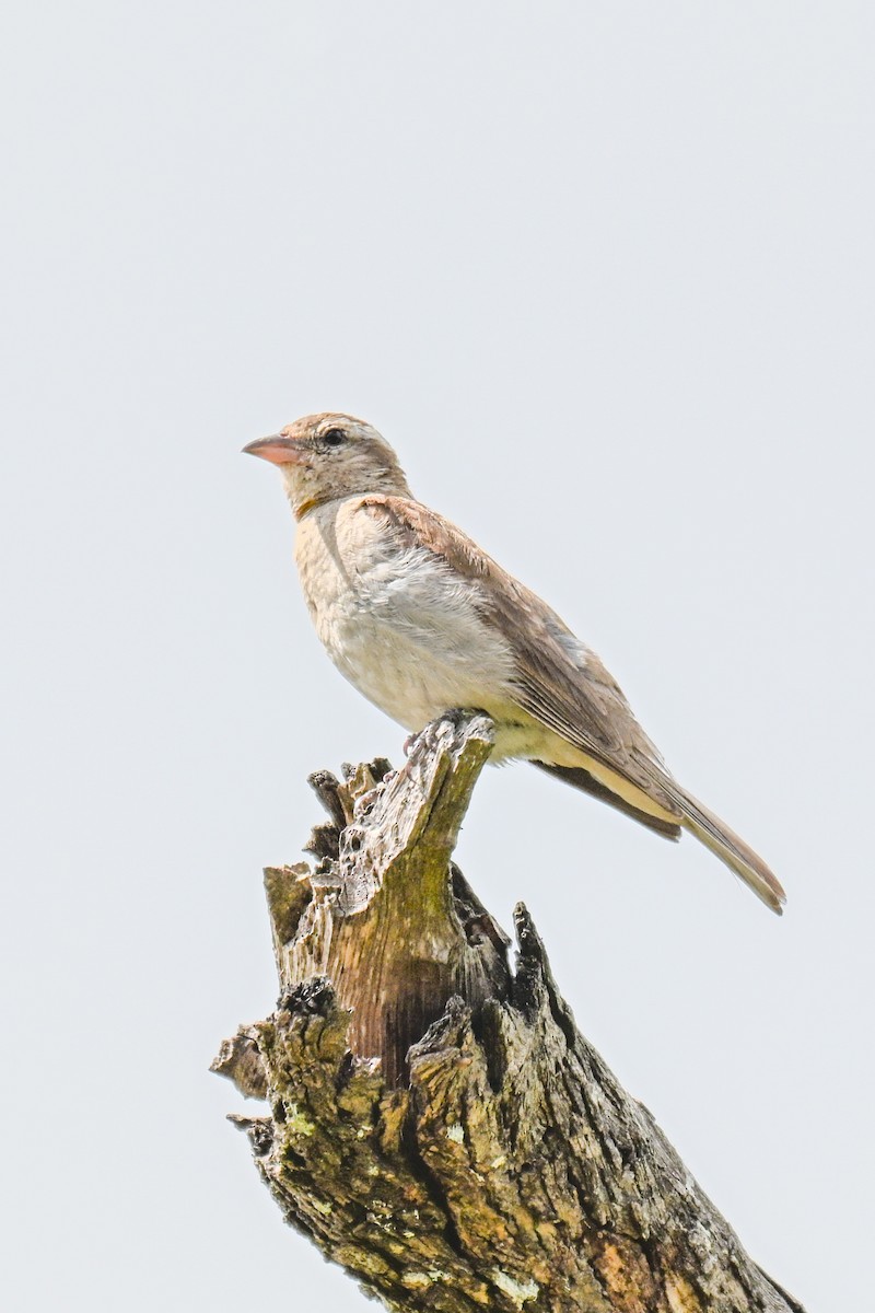 Yellow-throated Bush Sparrow - ML646437831