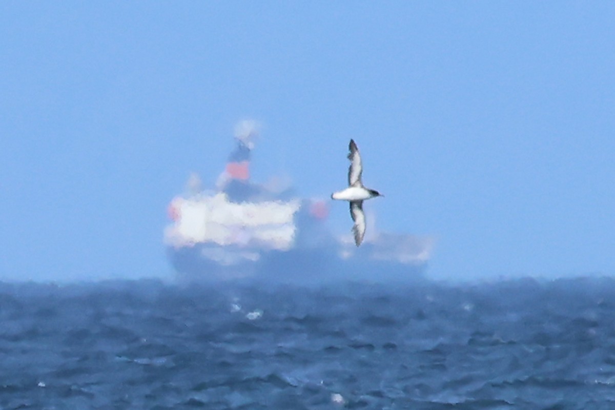 ニュージーランドミズナギドリ - ML646437832