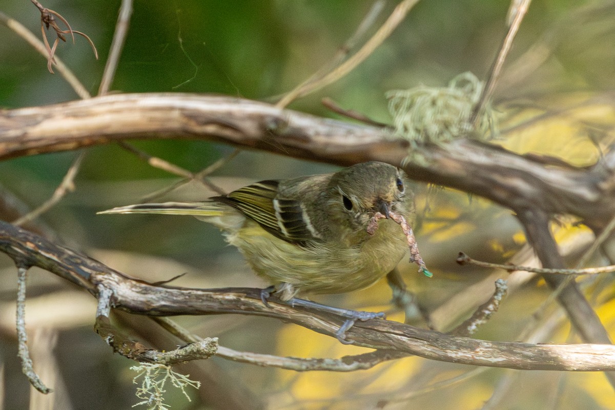 Hutton's Vireo - ML646437836