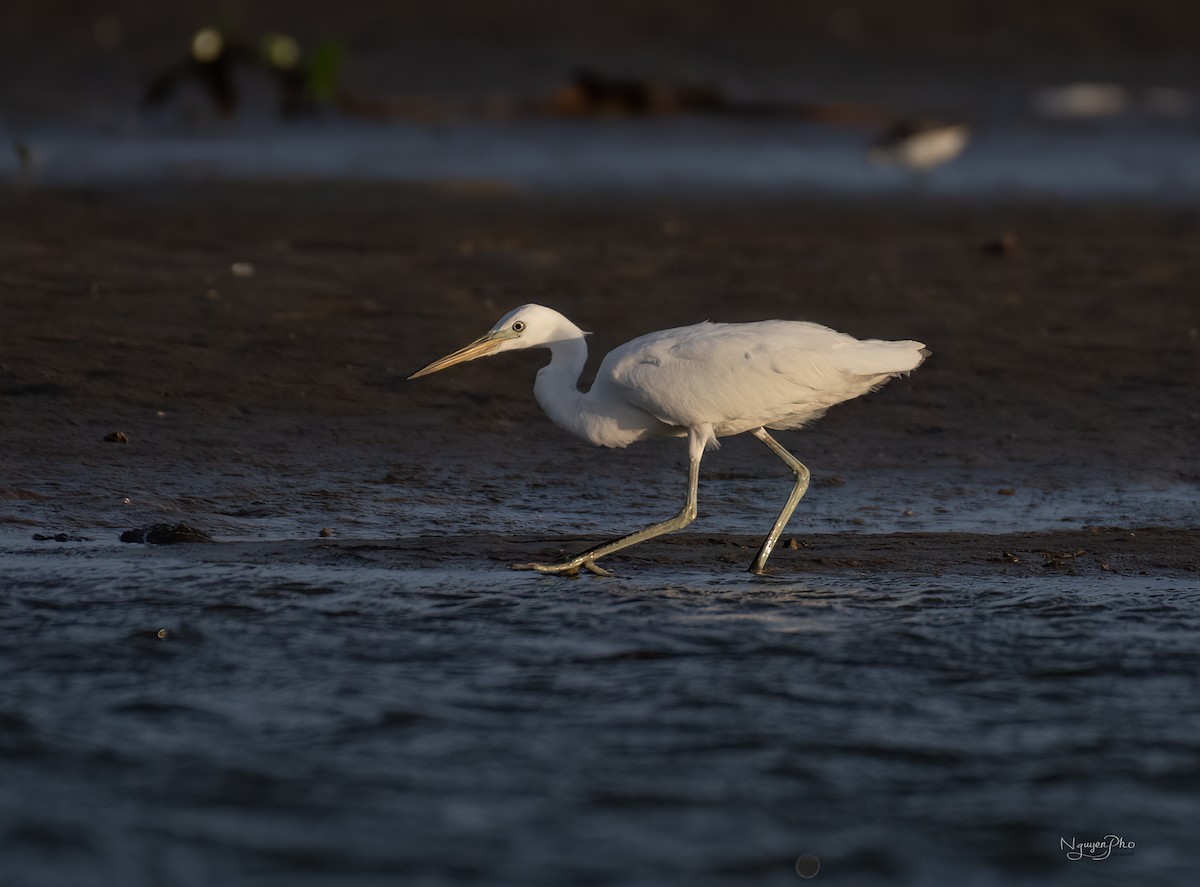 Chinese Egret - ML646437837