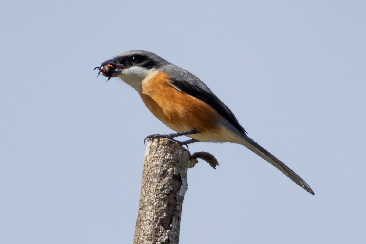 Mountain Shrike - ML646437838