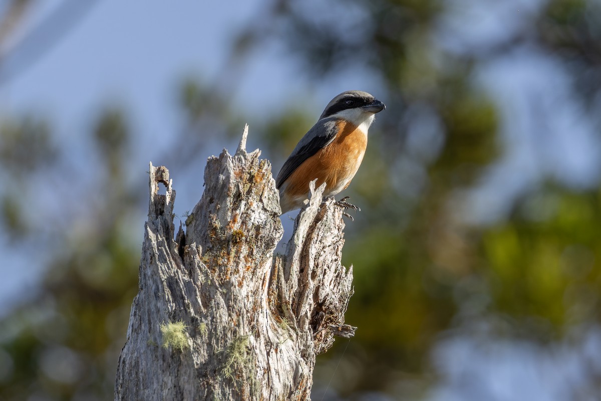 Mountain Shrike - ML646437839