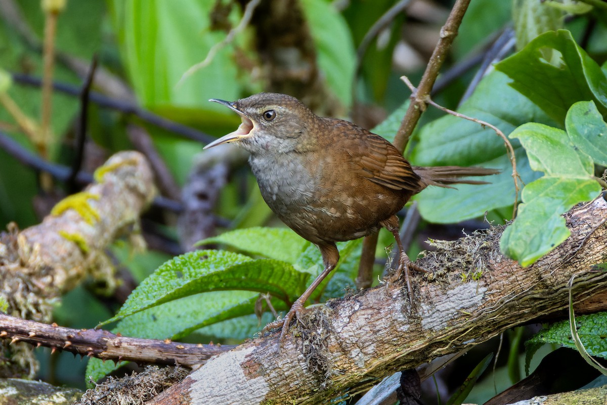 Long-tailed Bush Warbler - ML646437841
