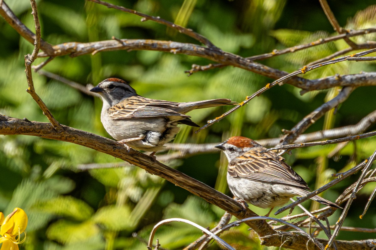 Chipping Sparrow - ML646437842